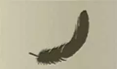 鳥の羽のシルエット