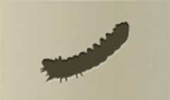 Caterpillar silhouette