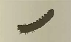 いも虫のシルエット