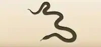Snake silhouette