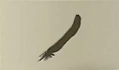 鳥の羽のシルエット
