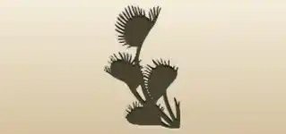 ハエトリソウ