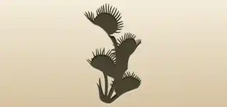 ハエトリソウ