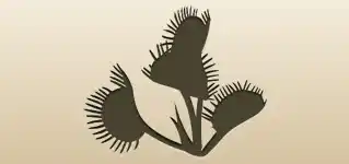 ハエトリソウ