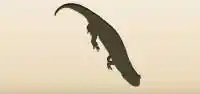 Lizard silhouette