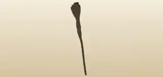 ほうき