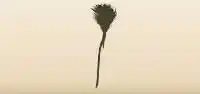 Broom