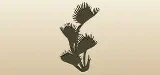 ハエトリソウ