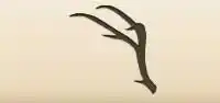 Antler silhouette