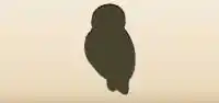 Owl silhouette
