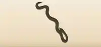 Snake silhouette