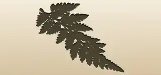 シダ植物
