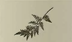 シダ植物