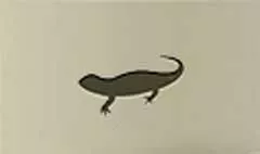 トカゲ