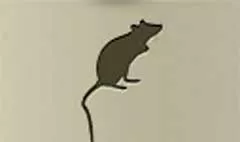 ネズミ