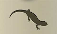 Lizard silhouette #4