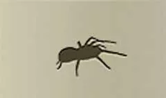 クモ