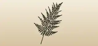 シダ植物