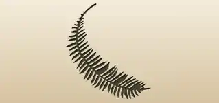 シダ植物