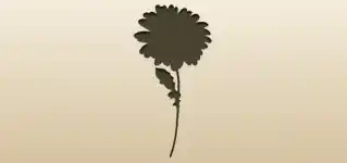 Gerbera Daisy