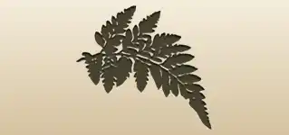 シダ植物
