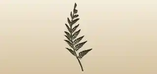シダ植物