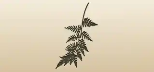 シダ植物