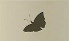 Butterfly silhouette #1