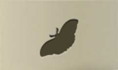 Butterfly silhouette #2