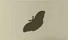 ちょうちょうのシルエット