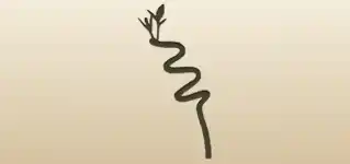 Bamboo silhouette