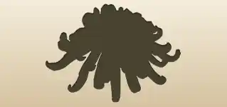 Chrysanthemum silhouette