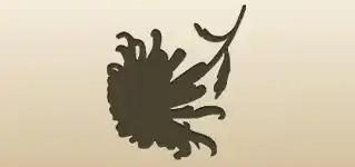 Chrysanthemum silhouette