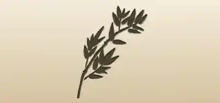 Bamboo silhouette