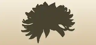 Chrysanthemum silhouette