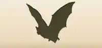 Bat