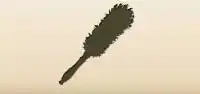 Feather Duster