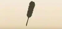 Feather Duster