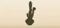 Cactus silhouette