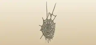 Spider Web