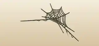 Spider Web