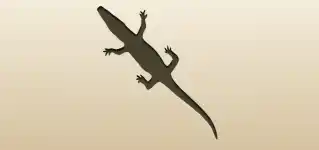 Crocodile silhouette