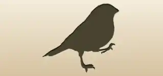 Bullfinch silhouette