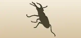 Beetle