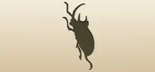 Beetle