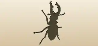 Beetle