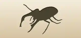 Beetle
