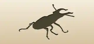 Beetle