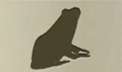 カエル