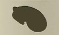 ネコ